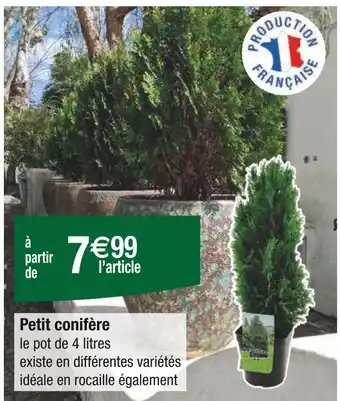 Carrefour Petit conifère offre