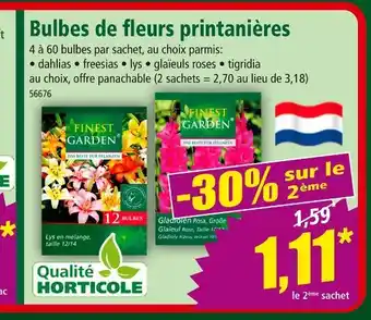 Norma Finest Garden Bulbes de fleurs printanières offre