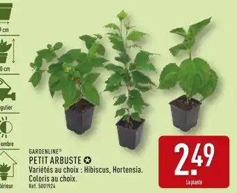 ALDI GARDENLINE Petit arbuste offre