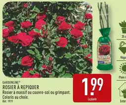 ALDI GARDENLINE Rosier à repiquer offre