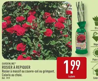 ALDI GARDENLINE Rosier à repiquer offre