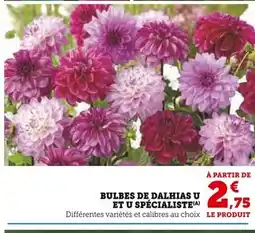 Super U U Bulbes de dahlias offre