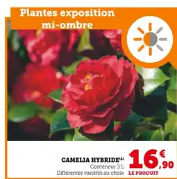 Super U Camelia hybride offre