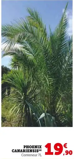 Super U Phoenix Canariensis offre