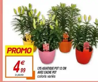 Lys Asiatique Pot 12 Cm Avec Cache Pot