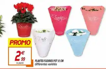 Netto Plantes Fleuries Pot 12 Cm offre