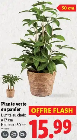 Lidl Plante verte en panier offre