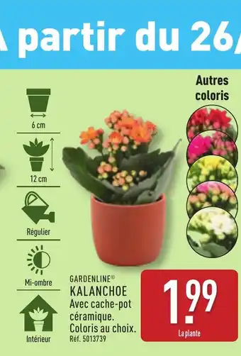 ALDI GARDENLINE® Kalanchoe offre