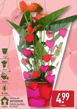 ALDI GARDENLINE®Anthurium offre