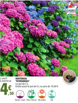 E.Leclerc Hortensia "hydrangea" offre