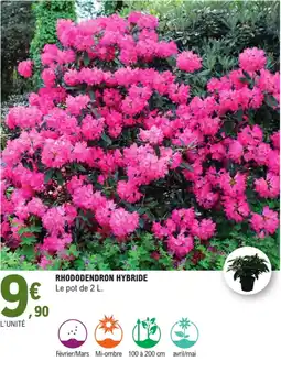 E.Leclerc Rhododendron hybride offre