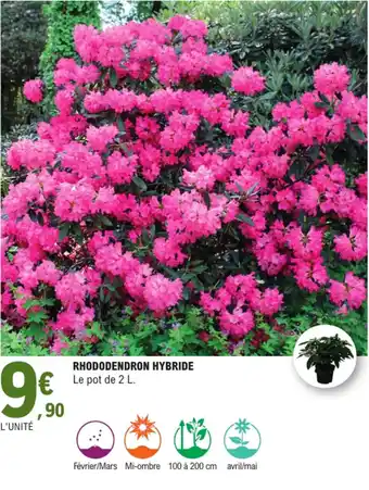 E.Leclerc Rhododendron hybride offre