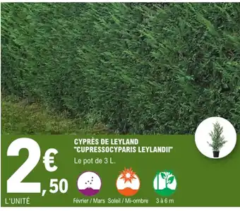 E.Leclerc Cyprès de leyland "cupressocyparis leylandi" offre