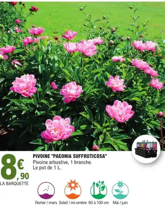 E.Leclerc Pivoine "paeonia suffruticosa" offre