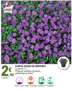 E.Leclerc Plantes vivaces de printemps offre