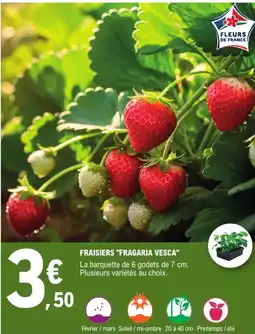 E.Leclerc Fraisiers "fragaria vesca" offre