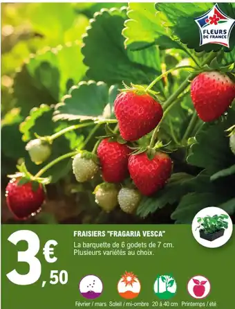 E.Leclerc Fraisiers "fragaria vesca" offre