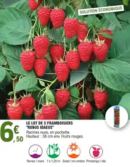 E.Leclerc Le lot de 5 framboisiers "rubus idaeus" offre