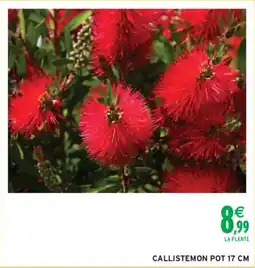 Intermarché CALLISTEMON offre