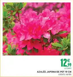 Intermarché Azalee japonaise offre