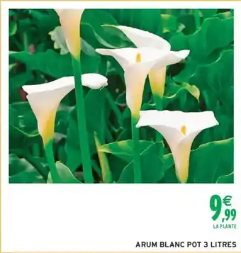 Intermarché Arum blanc offre