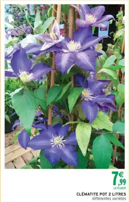 Intermarché Clematite offre