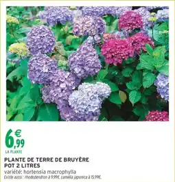 Intermarché Plante de terre de bruyere offre