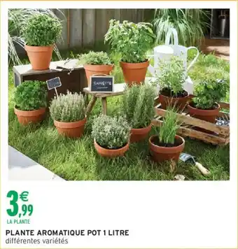 Intermarché Plante aromatique offre