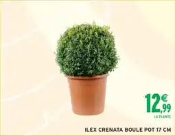 Intermarché Ilex crenata boule offre