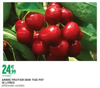 Intermarché Arbre fruitier demi tige offre