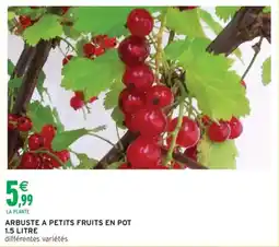 Intermarché Arbuste a petits fruits en pot offre