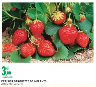 Intermarché Fraisier barquette de 6 plants offre