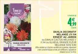 Intermarché Dahlia decoratif melange i/ii x4 ernest au jardin offre