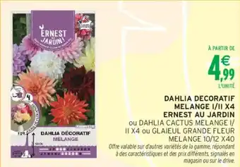 Intermarché Dahlia decoratif melange i/ii x4 ernest au jardin offre