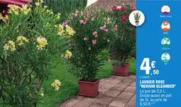 E.Leclerc Laurier rose "nerium oleander" offre