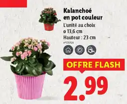 Lidl Kalanchoé en pot couleur offre