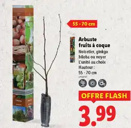 Lidl Arbuste fruits à coque offre