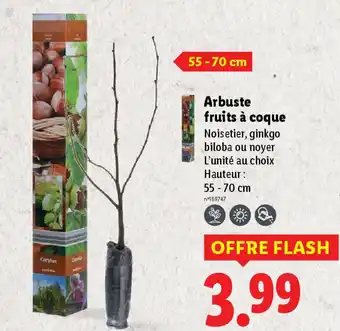 Lidl Arbuste fruits à coque offre