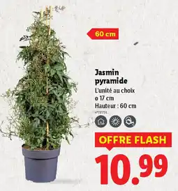 Lidl Jasmin pyramide offre