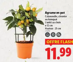 Lidl Agrume en pot offre