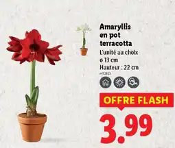 Lidl Amaryllis en pot terracotta offre