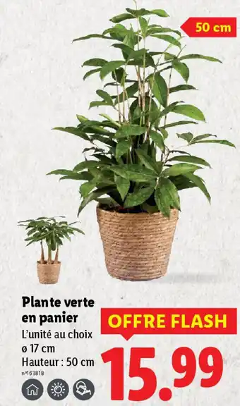 Lidl Plante verte en panier offre