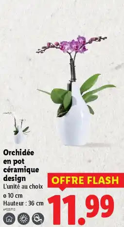 Lidl Orchidée en pot céramique design offre