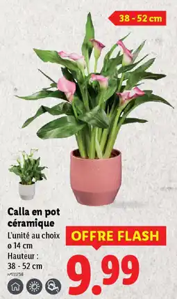 Lidl Calla en pot céramique offre