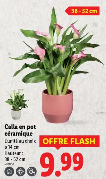 Lidl Calla en pot céramique offre