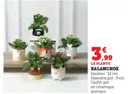 Super U Kalanchoe offre