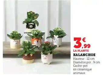 Super U Kalanchoe offre