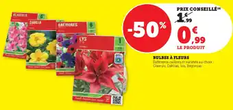 Super U Bulbes à fleurs offre