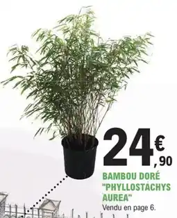 E.Leclerc Jardi Bambou doré "phyllostachys aurea" offre