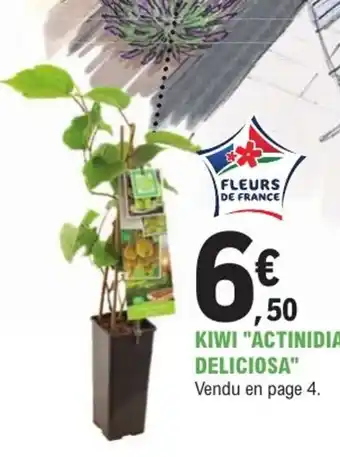 E.Leclerc Jardi Kiwi "actinidia deliciosa" offre